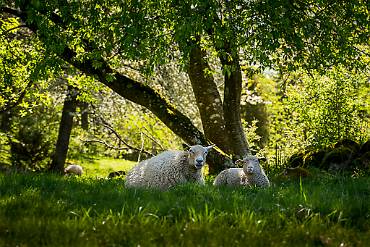 Får Valle