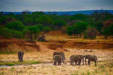 Afrikansk elefant. Tarangire NP - Tanzania