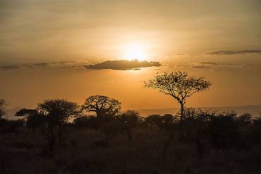 Skymning Tarangire NP - Tanzania
