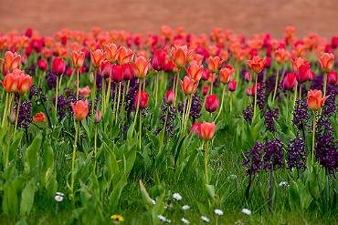 Vårblomster Skövde