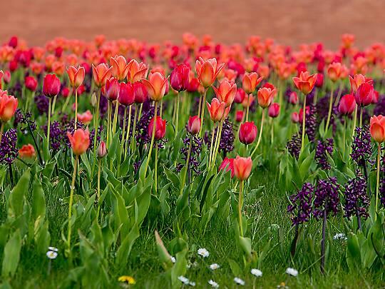 Växter Här kan man titta på växter.